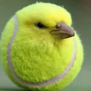 bdnrz